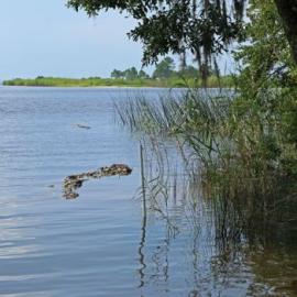From Restaurant to Reef: An Oyster’s Journey
